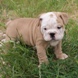 English Bulldog - male BROWN SUGAR 8